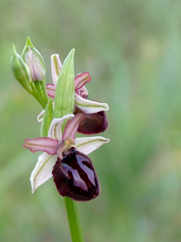 Ophrys sipontensis dal Gargano.....